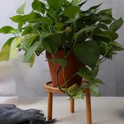 Pallar>Blomkrukställ i trä - Hög pall för balkong - Rund hylla för inomhus- och utomhusbruk (8x8x7cm)